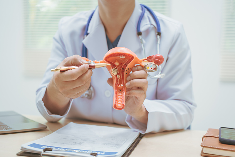 Gynaecologist using an anatomical model during a patient consultation